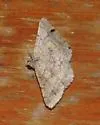 Rindgea stipularia - Hodges#6409 - photo 2