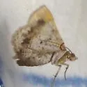 Rindgea subterminata - Hodges#6413