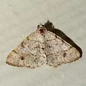 Rindgea subterminata - Hodges#6413 - photo 2