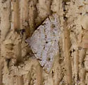 Rindgea subterminata - Hodges#6413 - photo 4