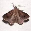 Rindgea subterminata - Hodges#6413 - photo 5