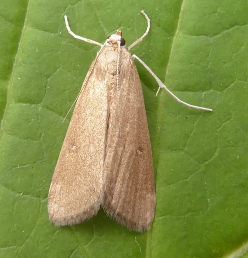 Ringed China-mark - Parapoynx stratiotata