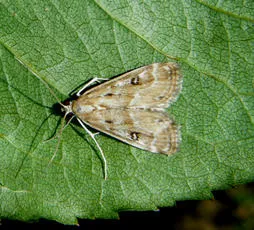 Ringed China-mark - photo 2