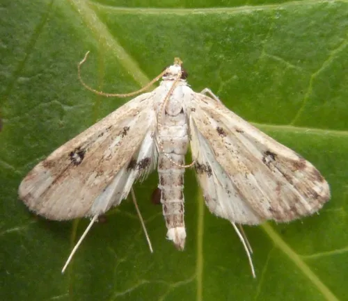 Ringed China-mark - photo 4