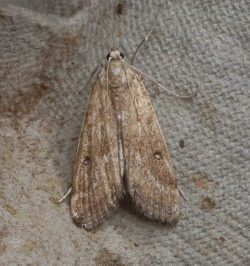 Ringed China-mark - photo 7