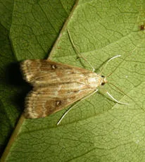 Ringed China-mark - photo 8