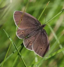 Ringlet - photo 2