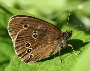 Ringlet - photo 3