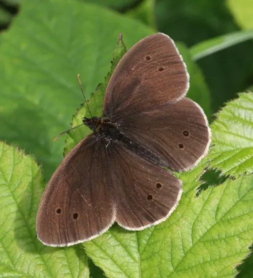 Ringlet - photo 4