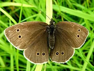 Ringlet - photo 5