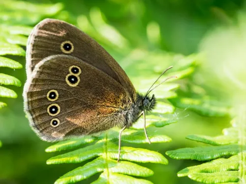 Ringlet - photo 6