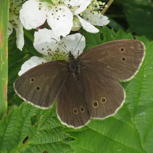 Ringlet - photo 7