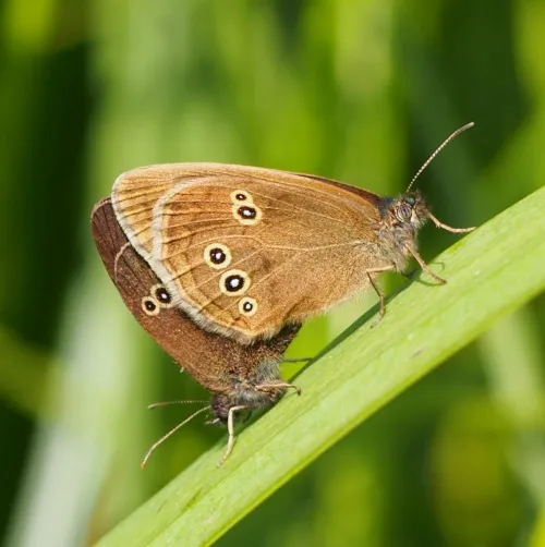 Ringlet - photo 8
