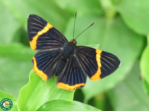 Lycisca Metalmark - photo 3