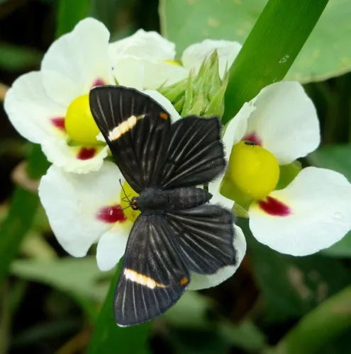Lycisca Metalmark - photo 5