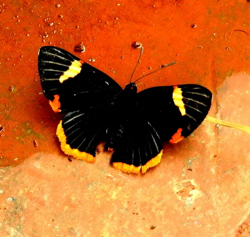 Lycisca Metalmark - photo 6