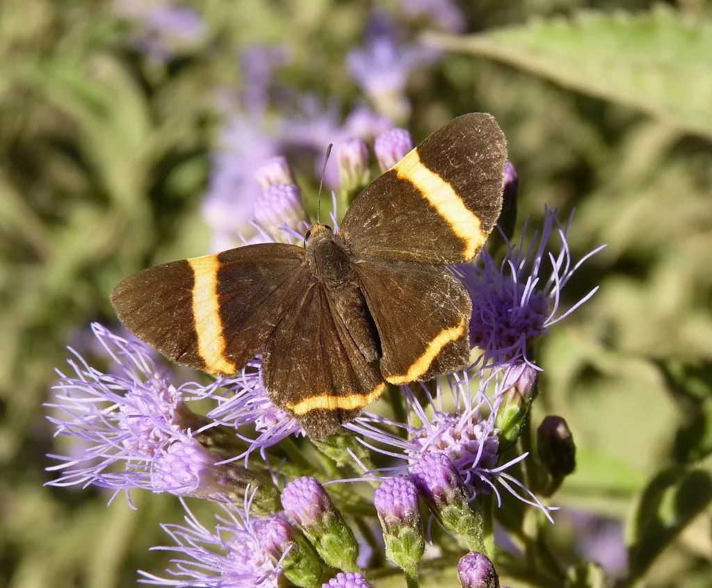 Little Dancer Metalmark - photo 2