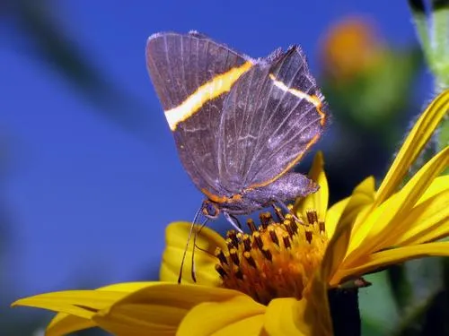 Little Dancer Metalmark - photo 3