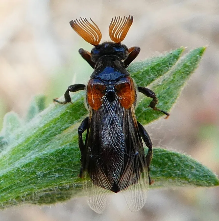 Wedge-shaped Beetles - photo 3