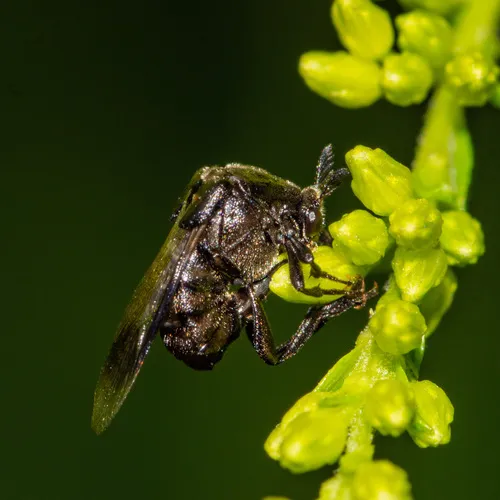 Ripiphorus americanus