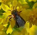 Ripiphorus californicus