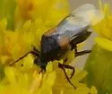 Ripiphorus californicus - photo 2