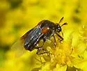 Ripiphorus californicus - photo 3