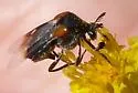Ripiphorus californicus - photo 4