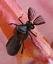 Ripiphorus californicus - photo 5