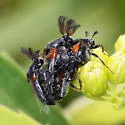 Ripiphorus columbianus