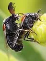 Ripiphorus columbianus - photo 2