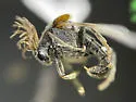 Ripiphorus columbianus - photo 3