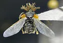 Ripiphorus columbianus - photo 4