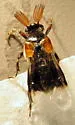 Ripiphorus diadasiae