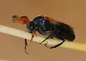 Ripiphorus diadasiae - photo 2