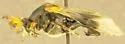 Ripiphorus diadasiae - photo 3