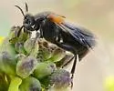 Ripiphorus diadasiae - photo 4