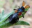Ripiphorus diadasiae - photo 5