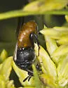 Ripiphorus epinomiae