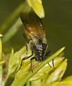 Ripiphorus epinomiae - photo 2