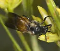 Ripiphorus epinomiae - photo 3