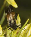 Ripiphorus epinomiae - photo 4