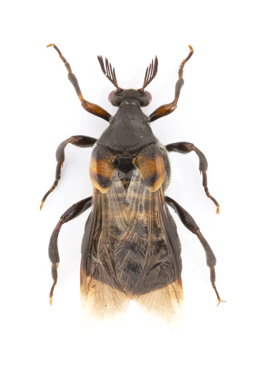Ripiphorus fasciatus - photo 2