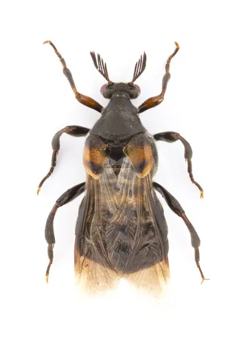Ripiphorus fasciatus - photo 3