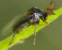 Ripiphorus flavicornis