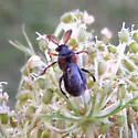 Ripiphorus flavicornis - photo 2