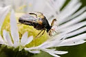 Ripiphorus flavicornis - photo 3