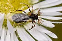 Ripiphorus flavicornis - photo 4