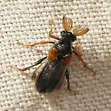 Ripiphorus luteipennis - Ripiphorus luteipennis