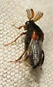 Ripiphorus luteipennis - photo 2